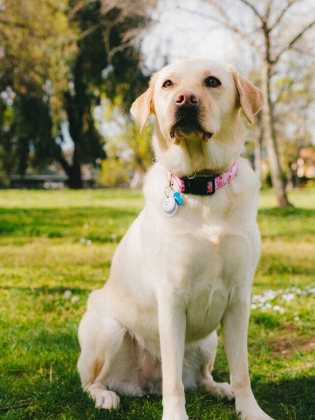 active family dogs, Labrador, Golden Retriever, Australian Shepherd, Border Collie, Vizsla, Boxer, Siberian Husky.