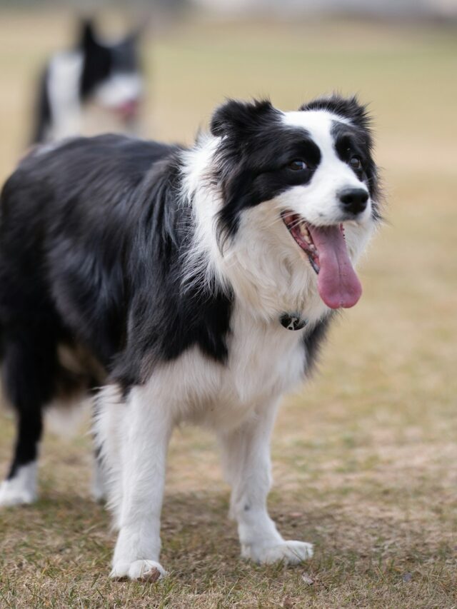 obedient dog breeds, Border Collie, German Shepherd, Golden Retriever, Poodle, Australian Shepherd, Labrador Retriever, Shetland Sheepdog, Border Terrier,