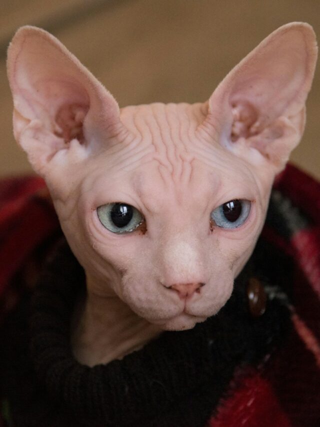 hypoallergenic cats, cat breeds, allergy-friendly pets, Sphynx, Balinese, Russian Blue, Devon Rex, Cornish Rex, Bengal, Siamese,