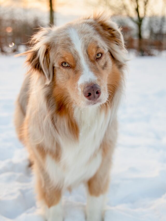 all-weather dog breeds, Labrador, Siberian Husky, Australian Shepherd, Golden Retriever, Border Collie, Bernese Mountain Dog, Chesapeake Bay Retriever, Alaskan Malamute,